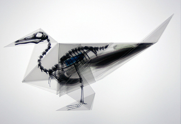 Megröntgenezett origami - Takayuki Hori